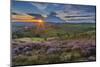 View of flowering heather on Stanage Edge and Hope Valley at sunset-Frank Fell-Mounted Premium Photographic Print