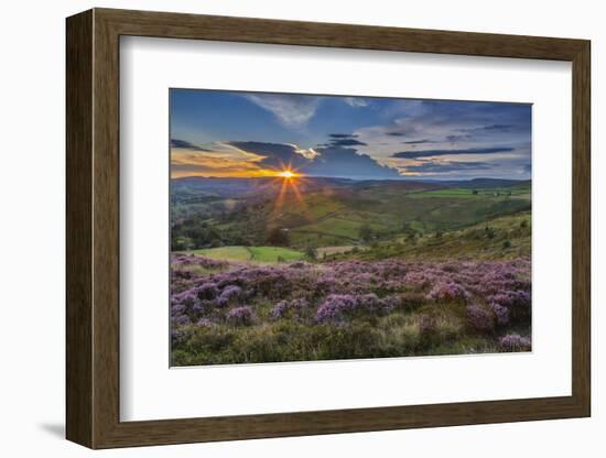 View of flowering heather on Stanage Edge and Hope Valley at sunset-Frank Fell-Framed Photographic Print