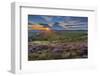 View of flowering heather on Stanage Edge and Hope Valley at sunset-Frank Fell-Framed Photographic Print