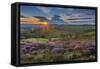 View of flowering heather on Stanage Edge and Hope Valley at sunset-Frank Fell-Framed Stretched Canvas