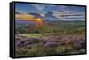 View of flowering heather on Stanage Edge and Hope Valley at sunset-Frank Fell-Framed Stretched Canvas