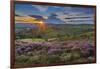 View of flowering heather on Stanage Edge and Hope Valley at sunset-Frank Fell-Framed Photographic Print