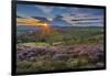 View of flowering heather on Stanage Edge and Hope Valley at sunset-Frank Fell-Framed Photographic Print
