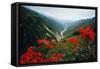 View of Flowers and Valley-Frank Johnston-Framed Stretched Canvas
