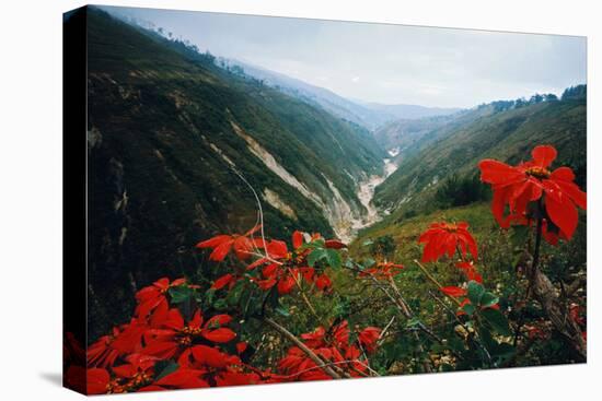 View of Flowers and Valley-Frank Johnston-Stretched Canvas