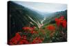 View of Flowers and Valley-Frank Johnston-Stretched Canvas