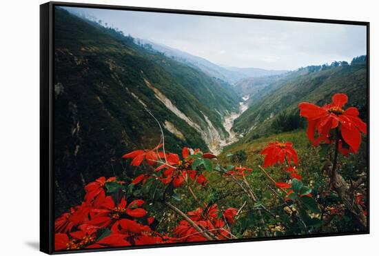 View of Flowers and Valley-Frank Johnston-Framed Stretched Canvas