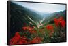 View of Flowers and Valley-Frank Johnston-Framed Stretched Canvas