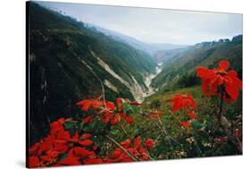 View of Flowers and Valley-Frank Johnston-Stretched Canvas