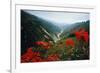 View of Flowers and Valley-Frank Johnston-Framed Photographic Print