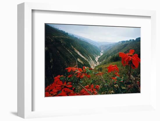 View of Flowers and Valley-Frank Johnston-Framed Photographic Print