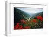 View of Flowers and Valley-Frank Johnston-Framed Photographic Print