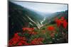 View of Flowers and Valley-Frank Johnston-Mounted Photographic Print