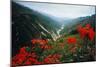 View of Flowers and Valley-Frank Johnston-Mounted Photographic Print