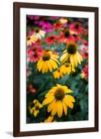 View of flowers in a garden, Garden Walk Buffalo, Buffalo, Erie County, New York State, USA-null-Framed Photographic Print