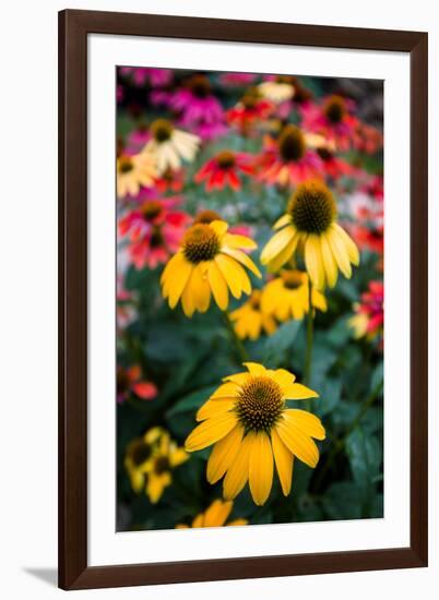 View of flowers in a garden, Garden Walk Buffalo, Buffalo, Erie County, New York State, USA-null-Framed Photographic Print