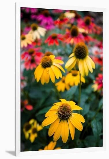 View of flowers in a garden, Garden Walk Buffalo, Buffalo, Erie County, New York State, USA-null-Framed Premium Photographic Print