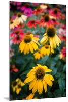 View of flowers in a garden, Garden Walk Buffalo, Buffalo, Erie County, New York State, USA-null-Mounted Premium Photographic Print