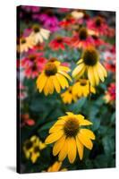 View of flowers in a garden, Garden Walk Buffalo, Buffalo, Erie County, New York State, USA-null-Stretched Canvas