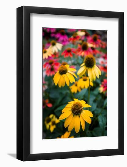 View of flowers in a garden, Garden Walk Buffalo, Buffalo, Erie County, New York State, USA-null-Framed Photographic Print
