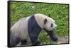 View of Giant Panda in the Dujiangyan Panda Base, Chengdu, Sichuan Province-Frank Fell-Framed Stretched Canvas