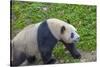 View of Giant Panda in the Dujiangyan Panda Base, Chengdu, Sichuan Province-Frank Fell-Stretched Canvas