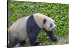 View of Giant Panda in the Dujiangyan Panda Base, Chengdu, Sichuan Province-Frank Fell-Stretched Canvas