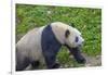 View of Giant Panda in the Dujiangyan Panda Base, Chengdu, Sichuan Province-Frank Fell-Framed Photographic Print