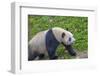 View of Giant Panda in the Dujiangyan Panda Base, Chengdu, Sichuan Province-Frank Fell-Framed Photographic Print