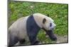 View of Giant Panda in the Dujiangyan Panda Base, Chengdu, Sichuan Province-Frank Fell-Mounted Photographic Print