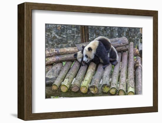 View of Giant Pandas in the Dujiangyan Panda Base, Chengdu, Sichuan Province-Frank Fell-Framed Photographic Print