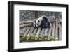 View of Giant Pandas in the Dujiangyan Panda Base, Chengdu, Sichuan Province-Frank Fell-Framed Photographic Print