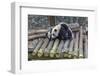 View of Giant Pandas in the Dujiangyan Panda Base, Chengdu, Sichuan Province-Frank Fell-Framed Photographic Print