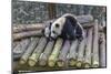 View of Giant Pandas in the Dujiangyan Panda Base, Chengdu, Sichuan Province-Frank Fell-Mounted Photographic Print