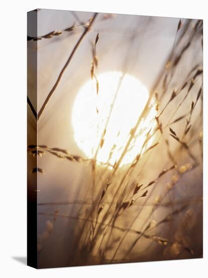 View of Gorgeous Sun Through Fresh Grain-null-Stretched Canvas