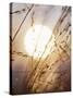 View of Gorgeous Sun Through Fresh Grain-null-Stretched Canvas
