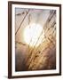 View of Gorgeous Sun Through Fresh Grain-null-Framed Photographic Print