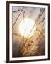 View of Gorgeous Sun Through Fresh Grain-null-Framed Photographic Print