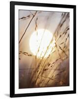 View of Gorgeous Sun Through Fresh Grain-null-Framed Photographic Print