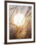 View of Gorgeous Sun Through Fresh Grain-null-Framed Photographic Print