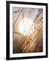 View of Gorgeous Sun Through Fresh Grain-null-Framed Photographic Print