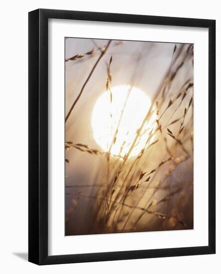 View of Gorgeous Sun Through Fresh Grain-null-Framed Photographic Print