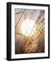 View of Gorgeous Sun Through Fresh Grain-null-Framed Photographic Print