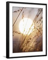 View of Gorgeous Sun Through Fresh Grain-null-Framed Photographic Print