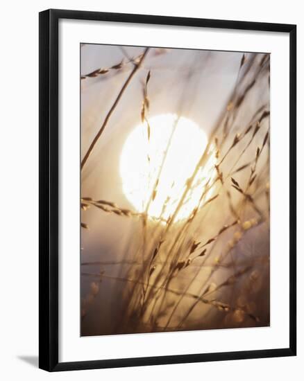 View of Gorgeous Sun Through Fresh Grain-null-Framed Photographic Print