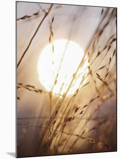 View of Gorgeous Sun Through Fresh Grain-null-Mounted Photographic Print