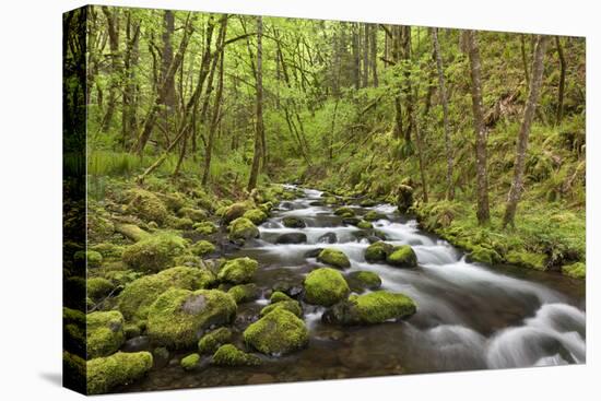 View of Gorton Creek, Columbia River Gorge, Oregon, USA-Jaynes Gallery-Stretched Canvas