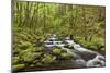 View of Gorton Creek, Columbia River Gorge, Oregon, USA-Jaynes Gallery-Mounted Photographic Print