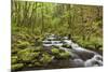 View of Gorton Creek, Columbia River Gorge, Oregon, USA-Jaynes Gallery-Mounted Photographic Print