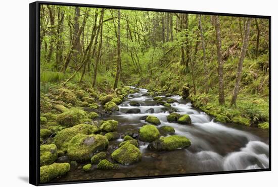 View of Gorton Creek, Columbia River Gorge, Oregon, USA-Jaynes Gallery-Framed Stretched Canvas